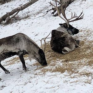 Caribou