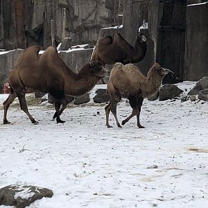 Bactrian Camels