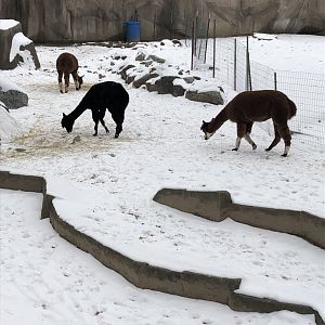 Alpacas