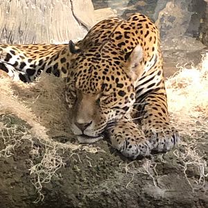 Jaguar