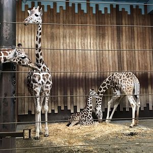 Reticulated Giraffes