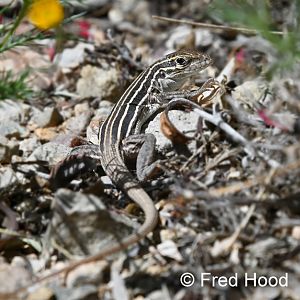 Sonoran spotted whiptail (wild)