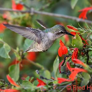 Anna's hummingbird (wild)