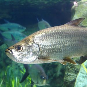 Mississippi River - Atlantic Tarpon
