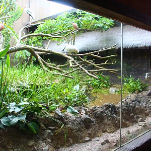 Mekong River - Paddy Field Aviary
