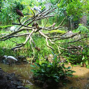 Mekong River - Paddy Field Aviary