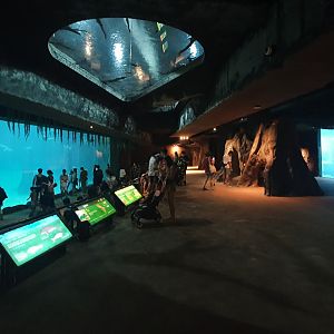 Amazon Flooded Forest Viewing Gallery