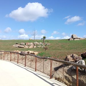 New carnivores crater - new cheetahs enclosure
