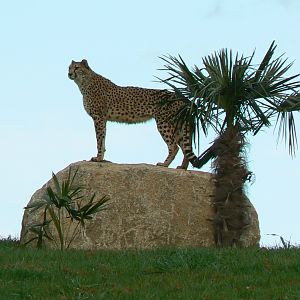 New carnivores crater - Female cheetahs on a rock
