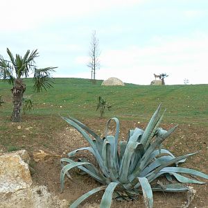 New carnivores crater - Part of the new cheetahs enclosure