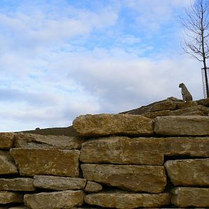 New carnivores crater - Part of the new cheetahs enclosure