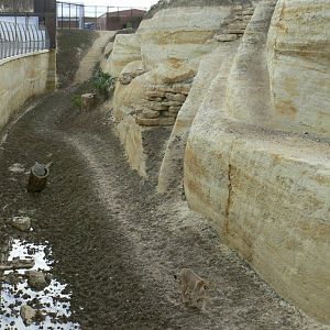 New carnivores crater - new african lions exhibit