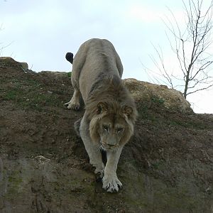 New carnivores crater - new african lions