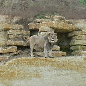 New carnivores crater - new african lions
