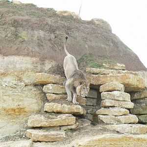 New carnivores crater - new african lions