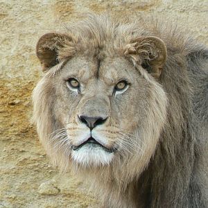 New carnivores crater - new african lions