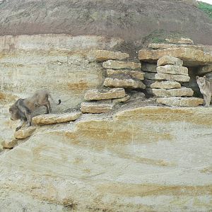 New carnivores crater - New african lions exhibit