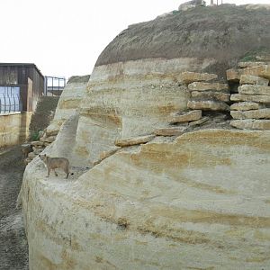 New carnivores crater - New african lions exhibit