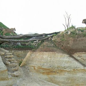 New carnivores crater - New african lions exhibit