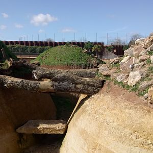 New carnivores crater - New african lions exhibit