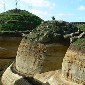 New carnivores crater - new african lion exhibit