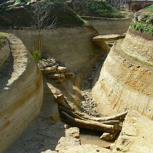 New carnivores crater - new african lion exhibit