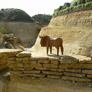 New carnivores crater - new african lion exhibit