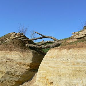 New carnivores crater - New african lions exhibit