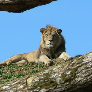 New carnivores crater - New african lions exhibit