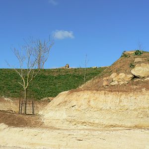 New carnivores crater - New african lions exhibit