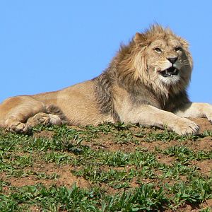 New carnivores crater - New african lions exhibit