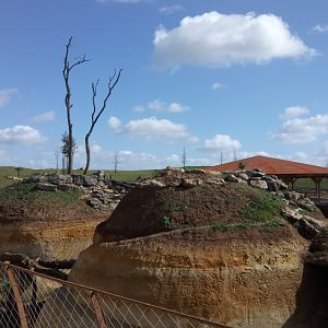 New carnivores crater - New african lions exhibit