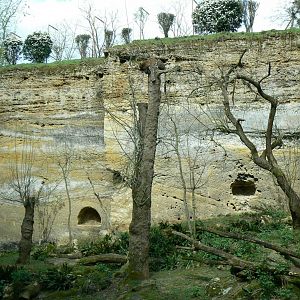 Leopards canyon - Javan leopard enclosure