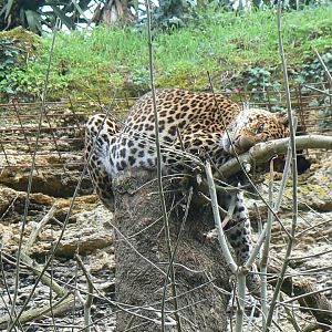Leopards canyon - Javan leopard enclosure
