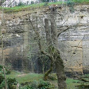 Leopards canyon - Javan leopard enclosure