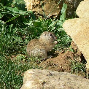 European ground squirrel