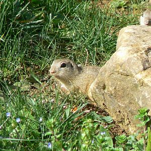 European ground squirrel
