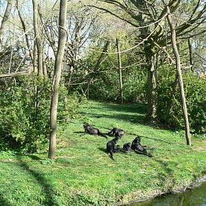 Colombian black spider monkeys