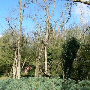 Colombian brown spider monkeys island