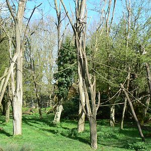Colombian brown spider monkeys island