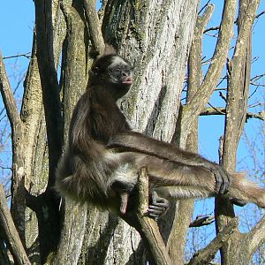 Colombian brown spider monkey