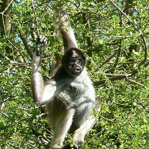 Colombian brown spider monkey