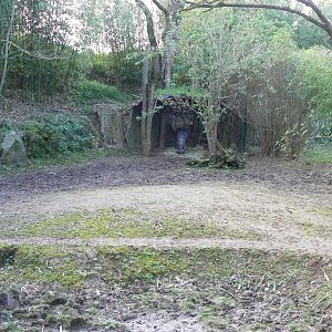 Second pygmy hippos enclosure