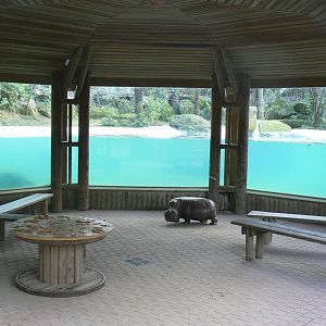 First pygmy hippos enclosure with underwater viewing