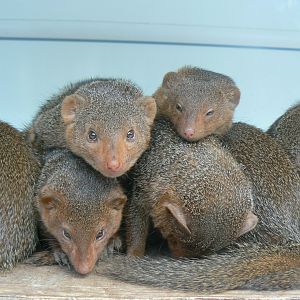 Dwarf mongooses