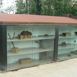 Dwarf mongooses house