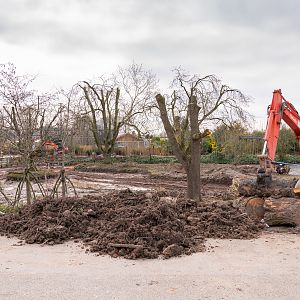 Mixed Aviary Construction - 21/03/2020