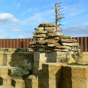 The ghosts of the Himalayas - Snow leopards enclsoure