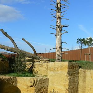The ghosts of the Himalayas - Snow leopards enclsoure