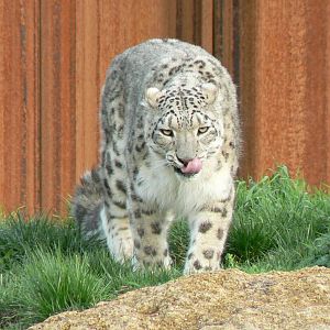 The ghosts of the Himalayas - Snow leopard